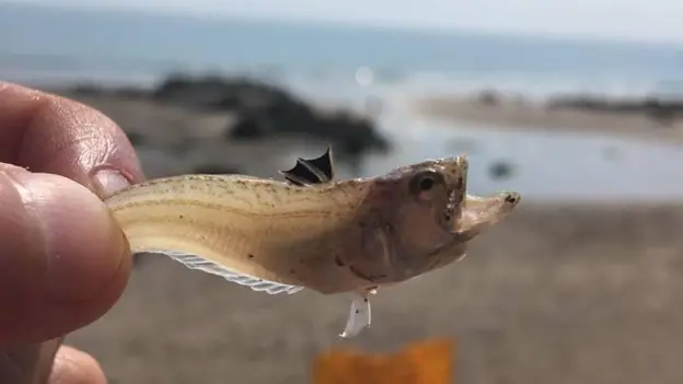 Weever Fish Awareness